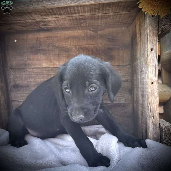 Arrow, Labradoodle Puppy