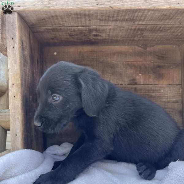 Adam, Labrador Mix Puppy