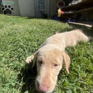 Marshmallow, Silver Labrador Retriever Puppy