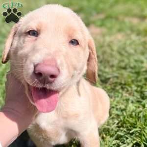 Marshmallow, Silver Labrador Retriever Puppy