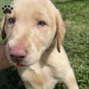 Marshmallow, Silver Labrador Retriever Puppy