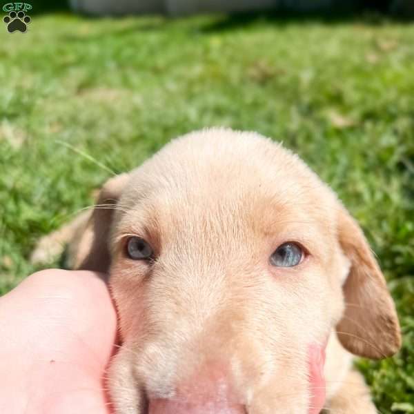 Marshmallow, Silver Labrador Retriever Puppy