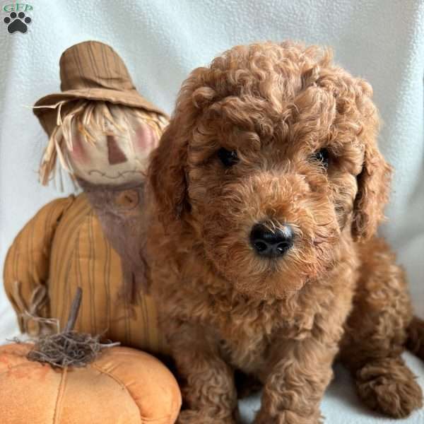 Mary, Mini Goldendoodle Puppy