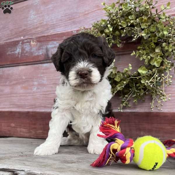 Halo, Portuguese Water Dog Puppy