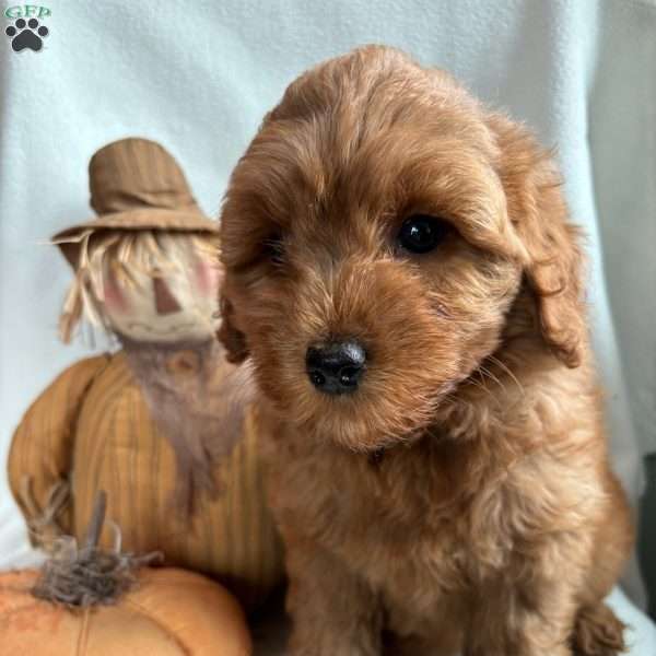 Carol, Mini Goldendoodle Puppy