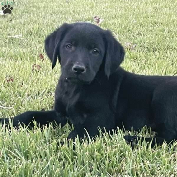 Ava, Labradoodle Puppy