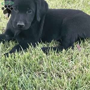 Ava, Labradoodle Puppy