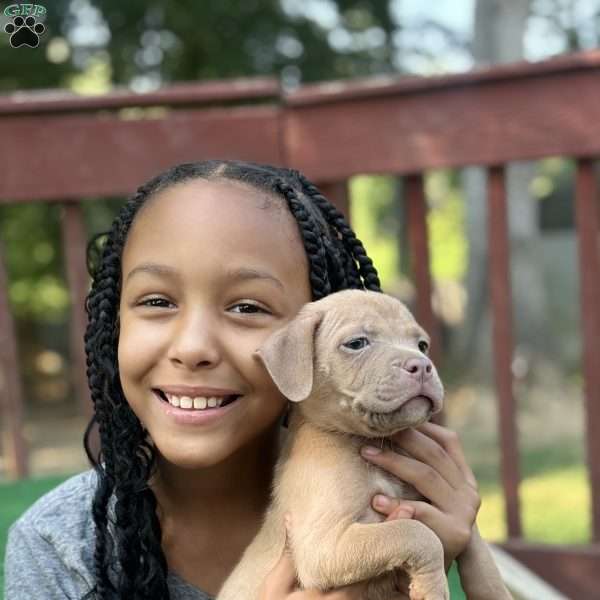 Ava, American Bully Puppy