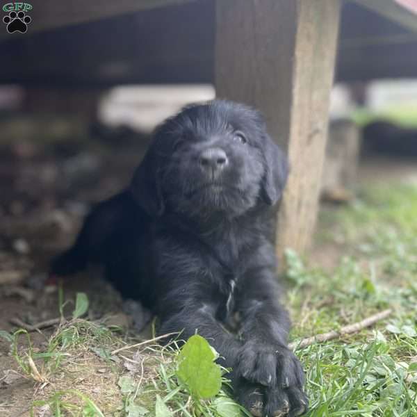 Albino, Labradoodle Puppy