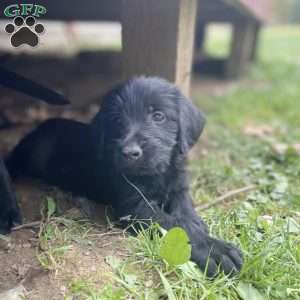 Albino, Labradoodle Puppy