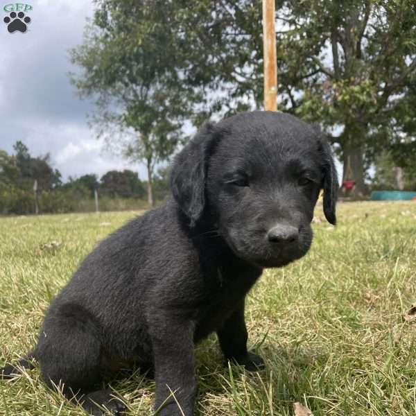 Amber, Labrador Mix Puppy