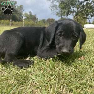 Asher, Labradoodle Puppy