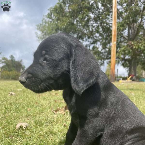 Asher, Labradoodle Puppy