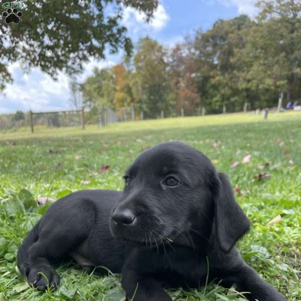 Austin, Labradoodle Puppy