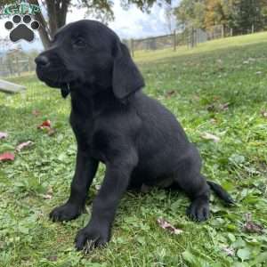 Austin, Labradoodle Puppy