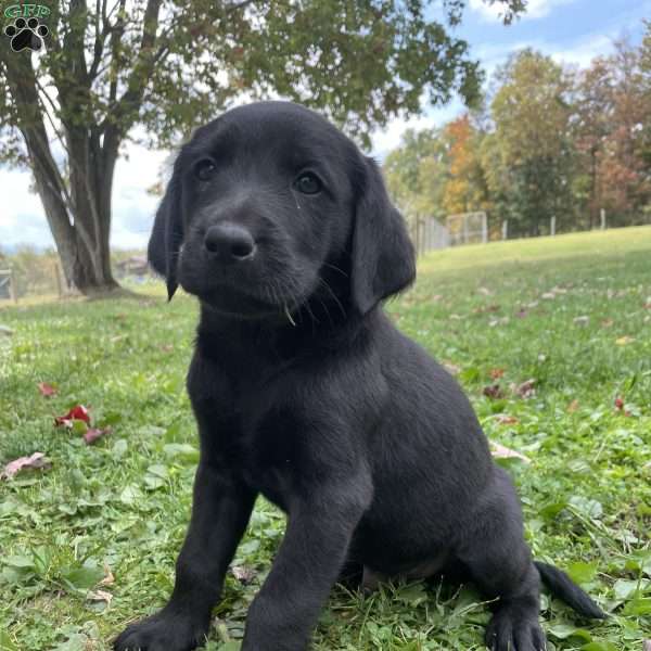 Ann, Labrador Mix Puppy