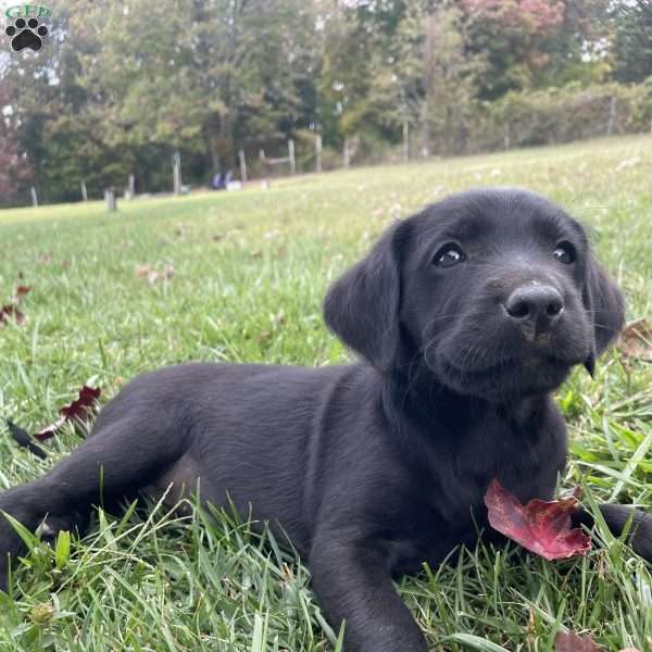 Azzy, Labradoodle Puppy