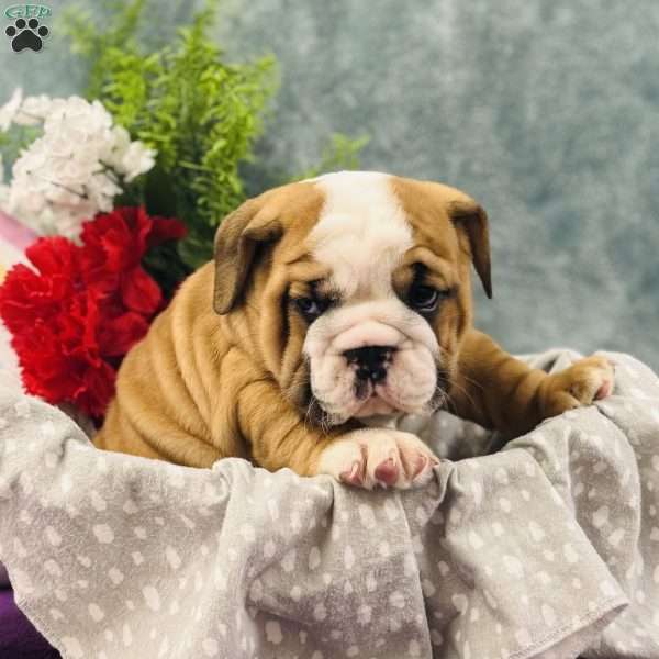 Benji, English Bulldog Puppy