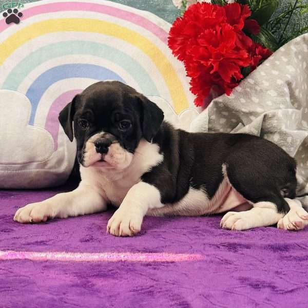 Mara, English Bulldog Puppy