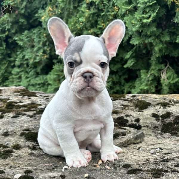 Rex, French Bulldog Puppy