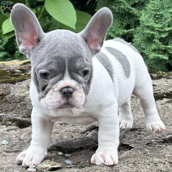 Rocky, French Bulldog Puppy