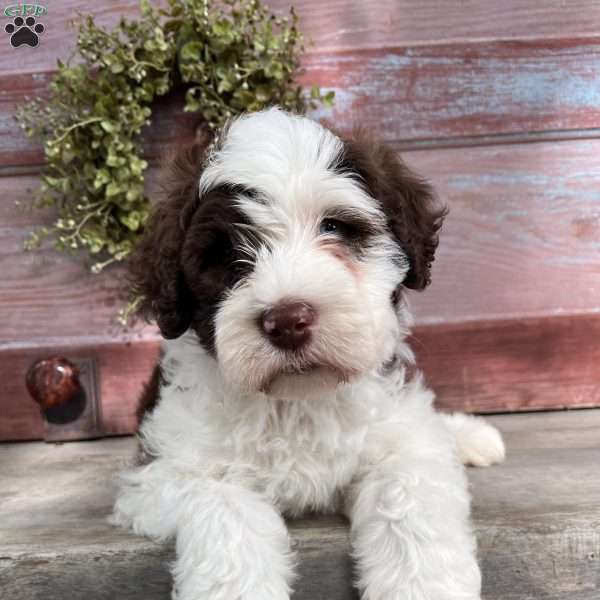 Ferdinand, Portuguese Water Dog Puppy