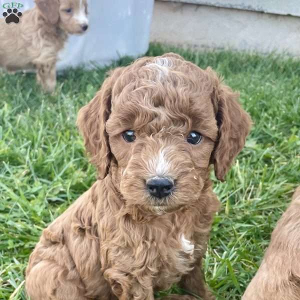 Benny Mini F1b, Cockapoo Puppy