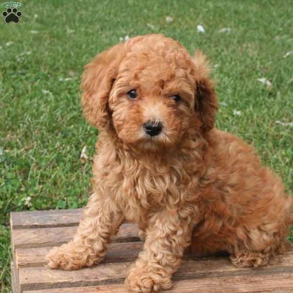 Ginger, Miniature Poodle Puppy