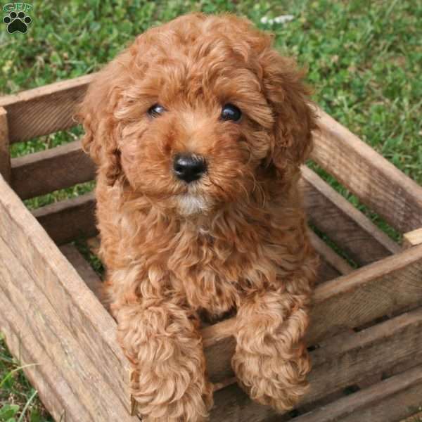 Autumn, Miniature Poodle Puppy