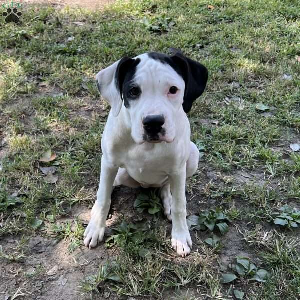 Marisa, Boxer Puppy