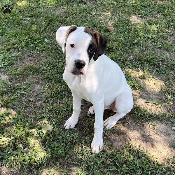 Marti, Boxer Puppy