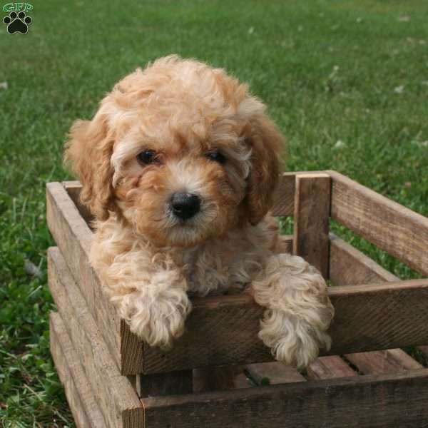 Ember, Miniature Poodle Puppy