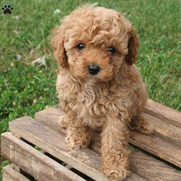 Pumpkin, Miniature Poodle Puppy