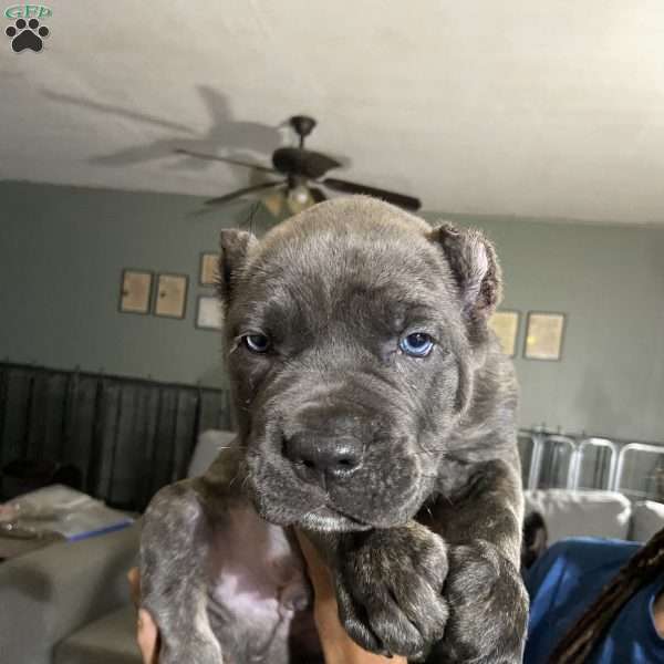 Gray, Cane Corso Puppy