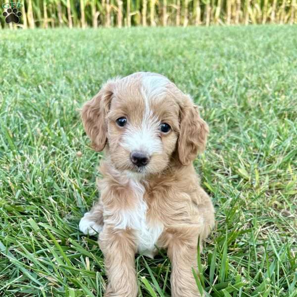 Annie Mini F1b, Cockapoo Puppy