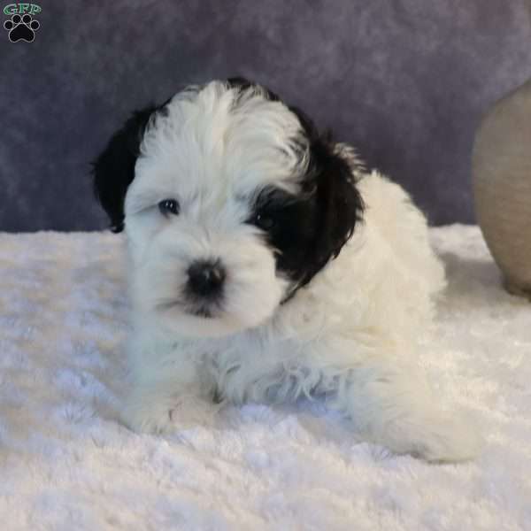 Brewer, Shih-Poo Puppy