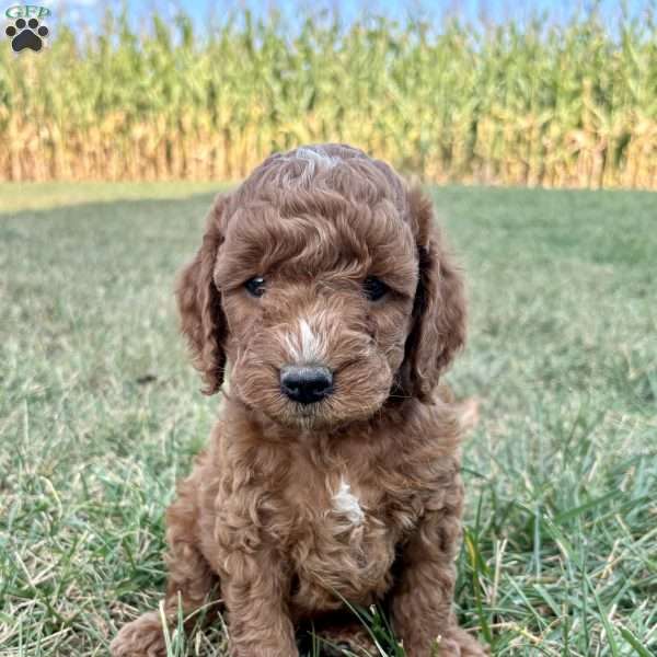 Sienna Mini F1b, Cockapoo Puppy