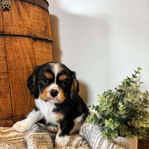 Marshall, Cavalier King Charles Spaniel Puppy