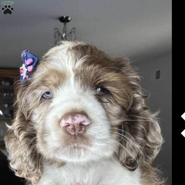 Bella, Cocker Spaniel Puppy