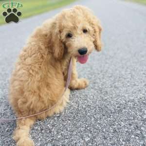 Vicerys, Mini Goldendoodle Puppy