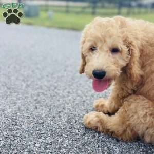 Vicerys, Mini Goldendoodle Puppy