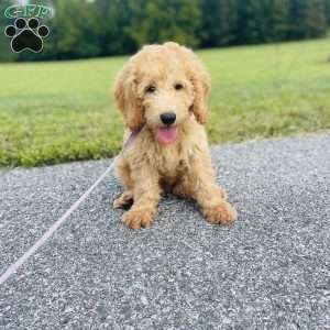 Vicerys, Mini Goldendoodle Puppy