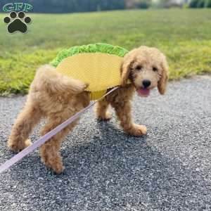 Vicerys, Mini Goldendoodle Puppy