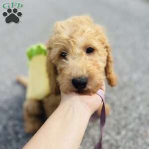 Vicerys, Mini Goldendoodle Puppy