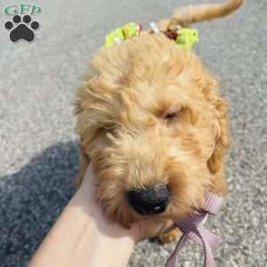 Vicerys, Mini Goldendoodle Puppy