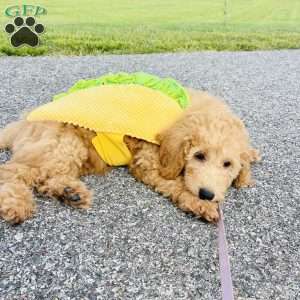 Vicerys, Mini Goldendoodle Puppy