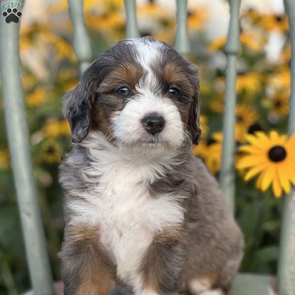 Candie, Mini Bernedoodle Puppy