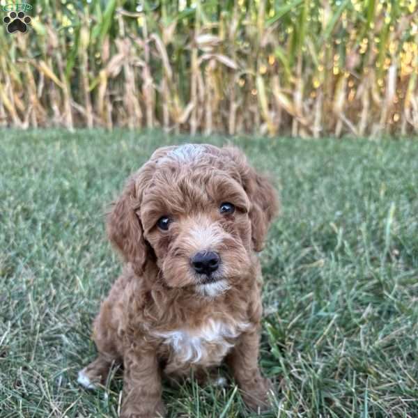 Maverick Mini F1b, Cockapoo Puppy