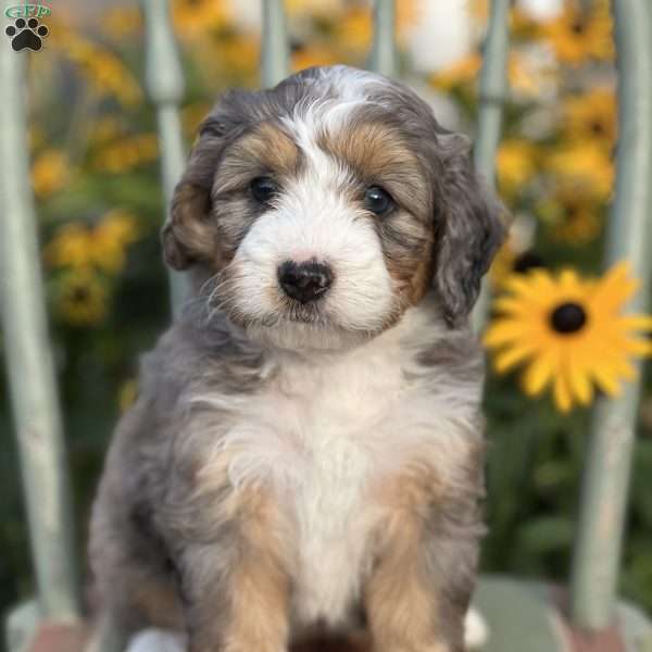 Caramel, Mini Bernedoodle Puppy