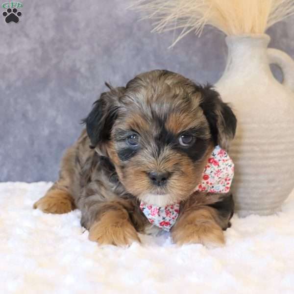 Hazelnut, Shih-Poo Puppy